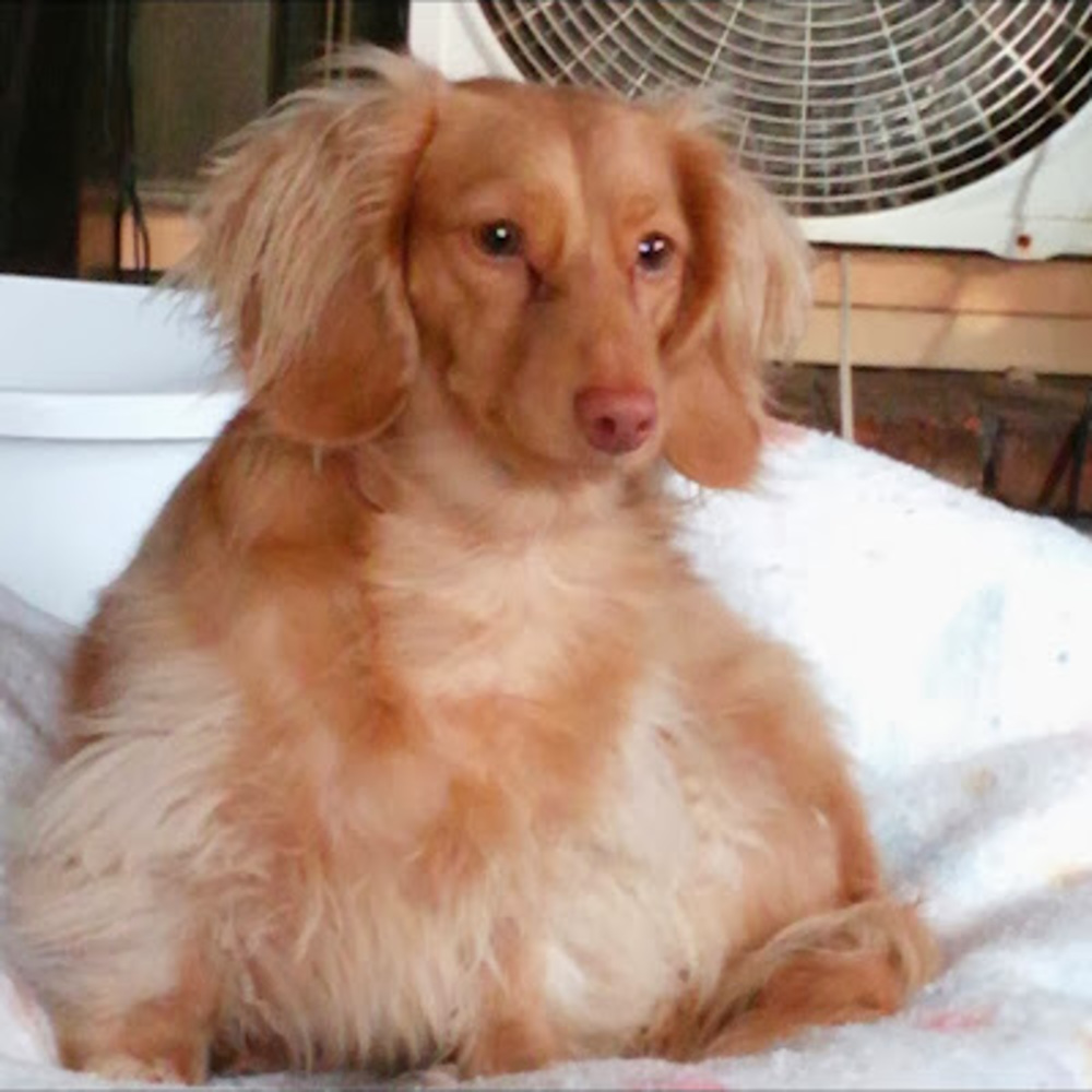 Meet your Posher, Marilyn